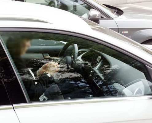 Eine Person (Gesicht unkenntlich) fährt in seinem Auto mit Handy am Steuer